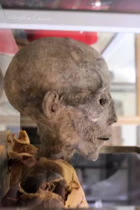 Mummia esposta in vetrina che mostra dettagli del cranio e del viso