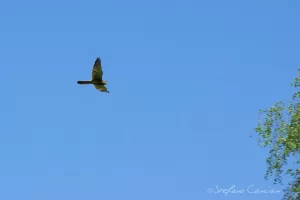 Un falco vola nel cielo blu chiaro, evidenziando le sue ali distese