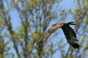 Un falco che vola in cielo, circondato da alberi verdi