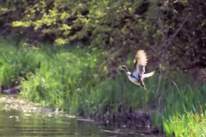 Anatra in volo sopra un fiume con vegetazione verde sullo sfondo