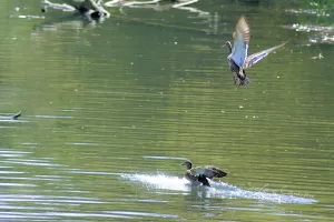 Anatre in volo e nuoto su un lago tranquillo in un giorno di sole
