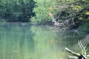 Uccello in volo sopra un fiume sereno circondato da alberi verdi