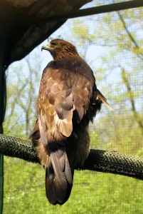 Aquila chrysaetos posata su un ramo con sfondo verde