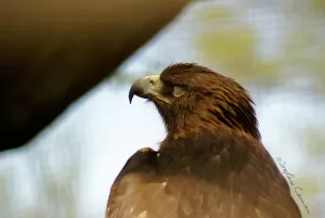 Aquila reale con piumaggio marrone scuro e becco curvo in primo piano