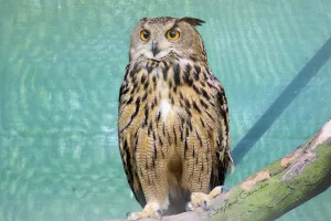 Gufo reale su un ramo, con piumaggio marrone e giallo, in un ambiente naturale.