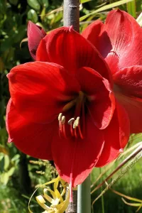 Fiore di Amarilli Rosso Fiore di amarilli rosso brillante in un giardino con fogliame verde