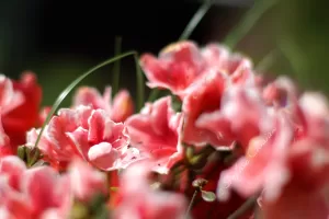 Fiori di azalea in primo piano Fiori di azalea rosa in un giardino con petali delicati e sfondo sfocato