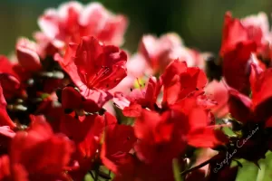 Fiori di Azalea Rossa Primo piano su fiori rossi di azalea in un giardino primaverile luminoso