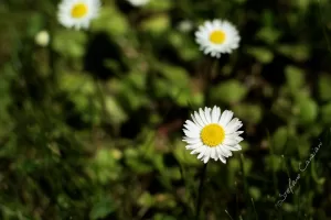 Margherita in fiore Margherita bianca con centro giallo su sfondo verde, simbolo di primavera e natura