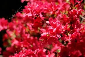 Azalee in Fiore Fioriture di azalee rosa vibranti in un giardino fiorito