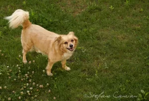 Cane di piccola taglia di colore dorato che gioca su un prato verde