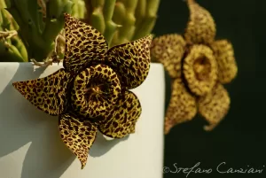 Fiori di Stapelia Fiori di stapelia con petali gialli e macchie marroni in un vaso bianco