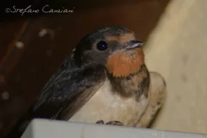 Rondine con piumaggio bruno e bianco in un ambiente domestico