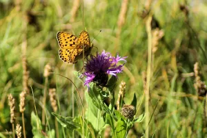 Una farfalla arancione che si posiziona su un fiore viola in un campo verde
