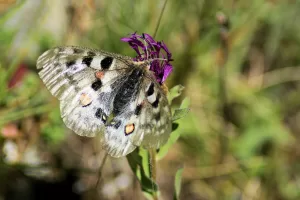Farfalla argus con ali bianche e nere su un fiore viola in un ambiente naturale
