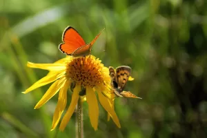 Due farfalle che si posano su un fiore giallo in un ambiente naturale