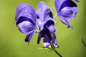 Fiori di Aconito Blu Fiori di aconito blu su sfondo verde brillante, simbolo di bellezza e avvertimento di tossicità