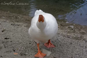 Incontro ravvicinato con un’anatra Anatra bianca in piedi su una riva di sabbia vicino all'acqua