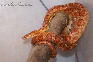 Serpente in un habitat naturale Serpente colorata avvolta attorno a un ramo in un ambiente naturale