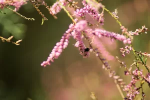Fiori di Eucalyptus con ape Fiori rosa di Eucalyptus con una ape che raccoglie il polline