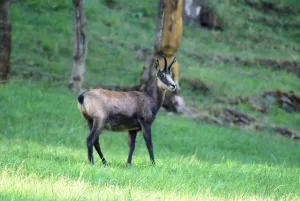 Camoscio nel suo habitat naturale Un camoscio selvatico che passeggia su un prato verde nel bosco