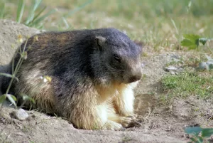 Marmotta seduta su un terreno erboso, in attesa nel suo habitat naturale