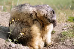 Una marmotta che si gratta nel suo habitat naturale, circondata da erba e fiori selvatici