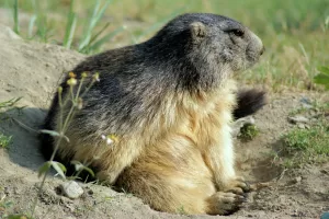 Marmotta nel suo habitat naturale Una marmotta seduta su un terreno erboso con fiori selvatici circostanti