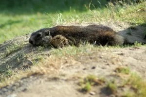 Scoiattolo terrestre in relax Uno scoiattolo terrestre sdraiato su un terreno erboso con vegetazione circostante