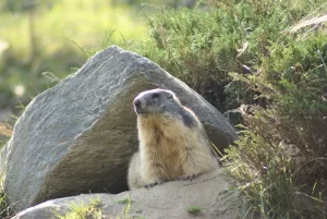 Marmotta nel suo habitat naturale Una marmotta seduta vicino a una roccia in un ambiente naturale