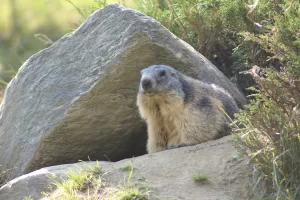Marmotta nel suo habitat naturale Una marmotta seduta accanto a una grande roccia in un ambiente naturale
