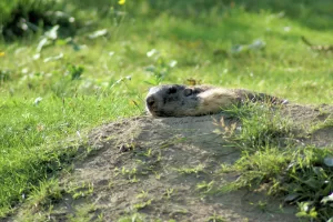 Il risveglio della marmotta Marmotta che emerge dalla sua tana in un prato verde, con solo la testa e parte del corpo visibili sopra il terreno, circondata da erba e piccole piante.