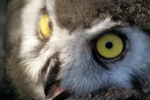 Close-up di un gufo con occhi gialli intensi e dettagli del piumaggio