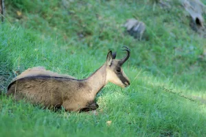 Capriolo nel suo habitat naturale Capriolo che riposa su un prato verde circondato da vegetazione