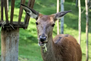 Cervo che mangia erba in un bosco verde con alberi sullo sfondo