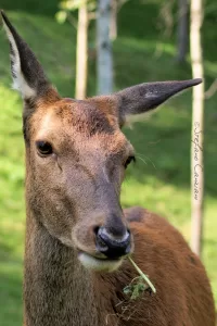 Primo piano di un cervo che mastica mentre posa in un ambiente naturale verde