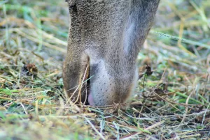 Naso di un cervo mentre bruca l'erba sul terreno
