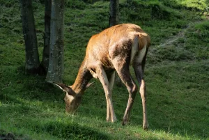 Cervo brado che pascola sull'erba verde in un ambiente naturale