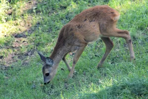 Piccolo cervo che pascola sull'erba verde nel bosco