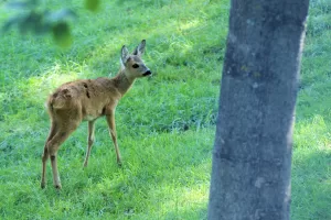 Cervo che pascola su un prato verde vicino a un albero