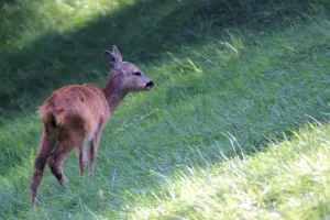 Un giovane cervo marrone che cammina attraverso un prato verde