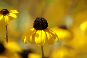 Fiori di coneflower Fiori di coneflower gialli con centro scuro in un campo soleggiato