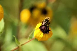 Ape su fiore giallo L'ape che raccoglie il polline da un fiore giallo in un ambiente naturale