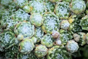 Piante Succulente con Rete di Rugiada Dettagli ravvicinati di piante succulente con una rete fine di rugiada