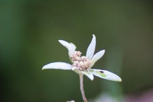 Fiore delicato in natura Fiore bianco con petali sottili e un centro floreale in un ambiente naturale verde