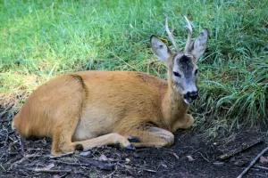 Il giovane guardiano del bosco Giovane cervo con piccole corna disteso su un terreno erboso, circondato da rametti e vegetazione, in un ambiente naturale che ricorda un bosco o un parco.