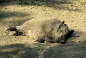Cinghiale disteso su terreno asciutto, con pelliccia grigio-bruna, circondato da rocce, rami e luce naturale filtrata dagli alberi.