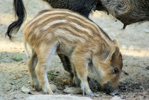 Cinghialetto in cerca di cibo Cinghialetto a strisce che cerca cibo sul terreno in un ambiente naturale