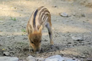 Cinghiale joven al suolo mentre cerca cibo nella foresta