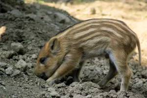 Cinghialetto che scava nel terreno, evidenziando le sue strisce distintive